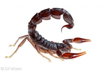 Male Arabian fat–tailed scorpion (Androctonus crassicauda). Golan Heights, Israel