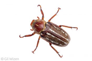 Eastern maybeetle (Anoxia orientalis), a common scarab in the Mediterranean region. Central Coastal Plain, Israel