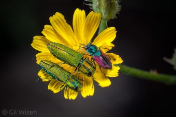 Jewel beetles, Anthaxia eugeniae halperini (pair) and Anthaxia carmelita. Upper Galilee, Israel
