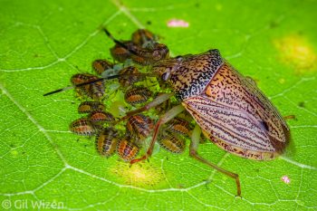 A female discocephaline stink bug (Antiteuchus macraspis) shielding her newborn babies. Taironaka, Colombia