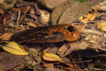 Peppered cockroach (Archimandrita tesselata). Toledo District, Belize