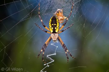 Black and yellow garden spider (Argiope aurantia). Ontario, Canada