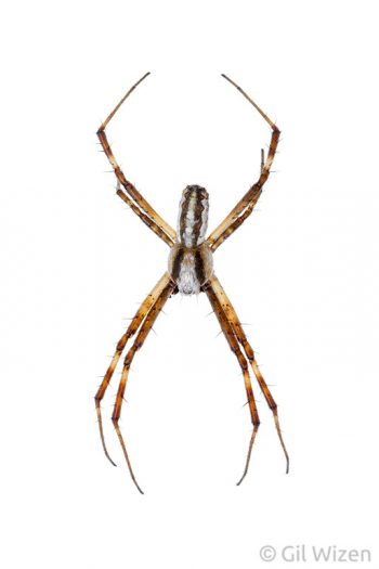 Male silver argiope spider (Argiope lobata). Central Coastal Plain, Israel