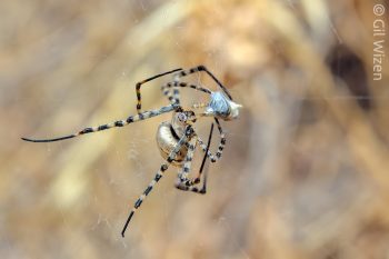 Banded garden spider (Argiope trifasciata) wrapping prey. Golan Heights, Israel