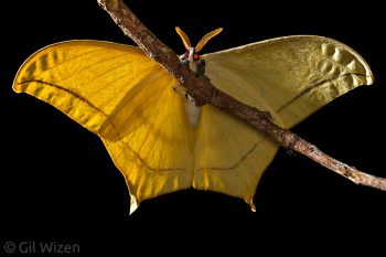 Giant yellow silk moth (Asthenia buckleyi). Amazon Basin, Ecuador