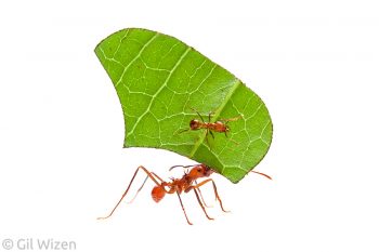 Leaf cutter ant workers (Atta cephalotes). Amazon Basin, Ecuador