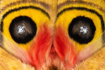 Eyespots on the hindwings of a male Automeris belti. Mindo, Ecuador
