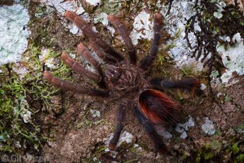 Male Hirschi's pinktoe tarantula (Avicularia hirschii). Amazon Basin, Ecuador