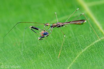 Long-neck assassin bug (Bactrodes sp.) feeding on a leafhopper. Amazon Basin, Ecuador