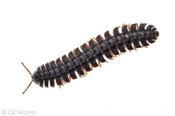 Tractor millipede (Barydesmus sp.). Amazon Basin, Ecuador