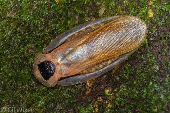 Colossal cockroach (Blaberus colosseus). Amazon Basin, Ecuador