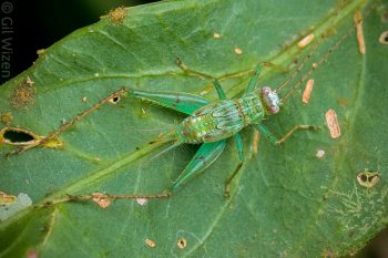 Small cricket nymph hiding under a leaf. Toledo District, Belize