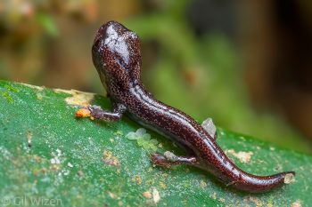 Tiny (~less than 1cm) lungless salamander baby (Bolitoglossa peruviana). Amazon Basin, Ecuador