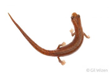 Peruvian Climbing Salamander (Bolitoglossa peruviana), a lungless salamander from the Amazon rainforest, Ecuador