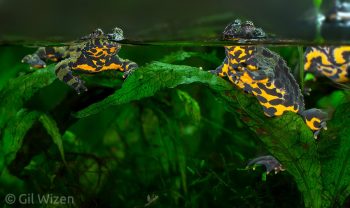 Fire-bellied Toads (Bombina orientalis) Photographed in captivity