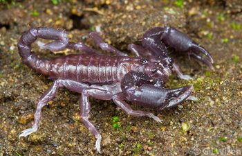 Ecuadorian burrowing scorpion (Teuthraustes) fresh after molting. Mindo, Ecuador