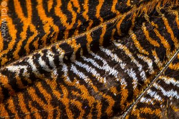 Scales on hindwing of an owl butterfly (Caligo sp.). Cayo District, Belize