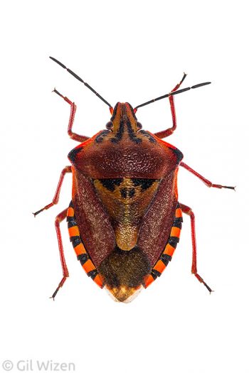 Red stink bug (Carpocoris mediterraneus). Central Coastal Plain, Israel