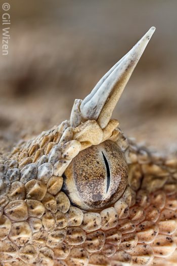 Eye of Arabian horned viper (Cerastes cerastes). Western Negev Desert, Israel
