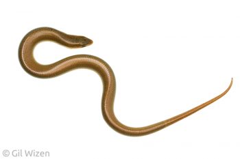 Günther's Cylindrical Skink (Chalcides guentheri), a legless skink endemic to the Middle East. Carmel Mountain Range, Israel