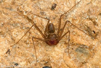 Charinus reddelli from Waterfall Cave. Cayo District, Belize