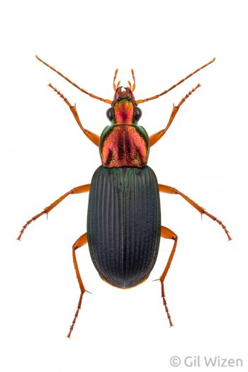 Ground beetle (Chlaenius dimidiatus). Central Coastal Plain, Israel