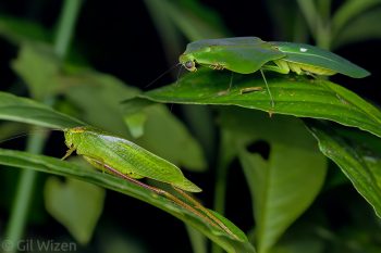 Hooded mantis (Choeradodis stalii) ambushing a katydid. Amazon Basin, Ecuador