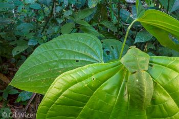 Hooded mantis (Choeradodis stalii) camouflaged on a leaf. Amazon Basin, Ecuador