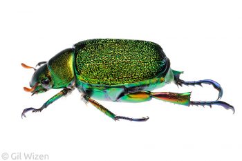 Ecuadorian jewel scarab (Chrysophora chrysochlora). Amazon Basin, Ecuador