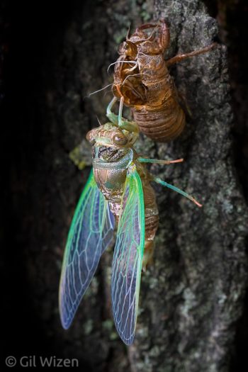 Dog day cicada (Tibicen canicularis) molting to its adult stage. Ontario, Canada