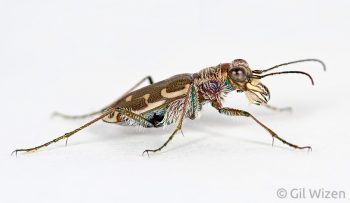 Tiger beetle (Cicindela sp.). Ontario, Canada