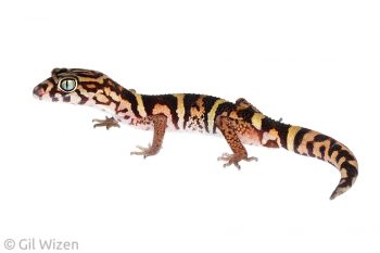 Yucatán Banded Gecko (Coleonyx elegans). Toledo District, Belize