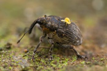 Globular springtail piggyback-riding a weevil (Glocianus punctiger). Ontario, Canada