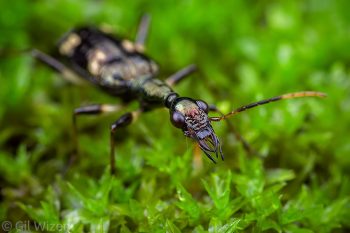 Long-necked ground beetle (Colliuris (Plagiorhytis) robusta). Mindo, Ecuador