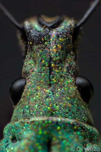 Scales containing photonic crystals on the body surface of a short-snout weevil (Compsus sp.). Mindo, Ecuador