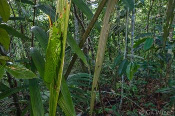 Conehead katydid (Copiphora sp.). Amazon Basin, Ecuador