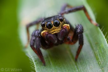 Small jumping spider (Corythalia sp.). Amazon Basin, Ecuador
