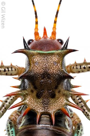 Spines on the back of an armored katydid (Cosmoderus maculatus) from Cameroon