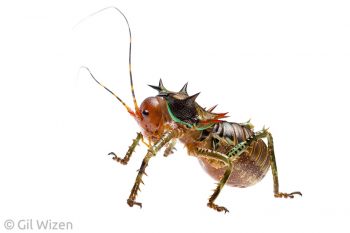 Armored katydid nymph (Cosmoderus maculatus) from Cameroon