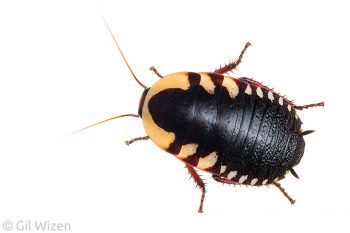 Sloane's wingless cockroach (Cosmozosteria sloanei). Queensland, Australia