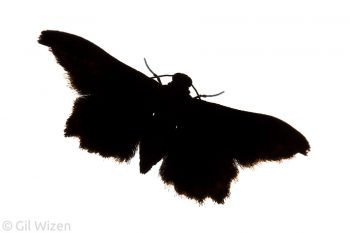 Crambid moth silhouette. Mindo, Ecuador
