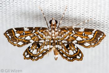 Crambid moth. Mindo, Ecuador