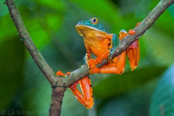 Sylvia's tree frog (Cruziohyla sylviae). Limón Province, Costa Rica