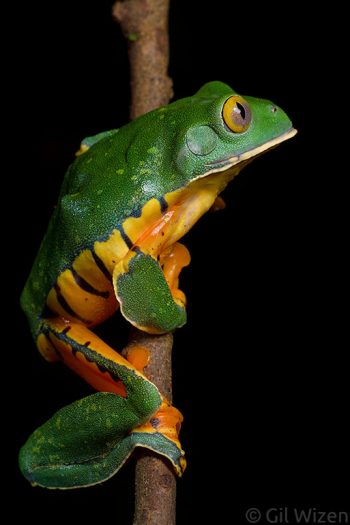 Sylvia's tree frog (Cruziohyla sylviae). Limón Province, Costa Rica