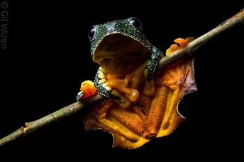 Fringe tree frog (Cruziohyla craspedopus). Amazon Basin, Ecuador