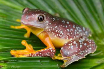 Juvenile fringe tree frog (Cruziohyla craspedopus). Amazon Basin, Ecuador