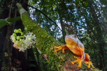 Juvenile fringe tree frog (Cruziohyla craspedopus). Amazon Basin, Ecuador