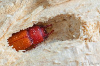 A freshly-emerged male of horned darkling beetle (Cryphaeus laticeps) in its pupation chamber in a fallen oak log. Golan Heights, Israel
