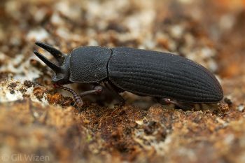 Male horned darkling beetle (Cryphaeus laticeps). Golan Heights, Israel