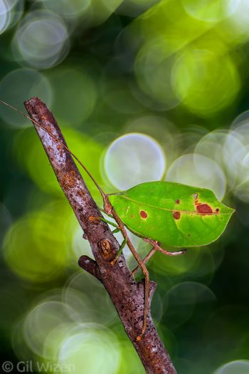 Leaf-mimicking Katydid (Cycloptera sp.). Amazon Basin, Ecuador